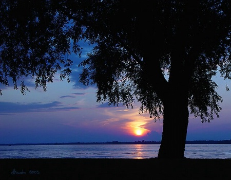 Willow and Sunset