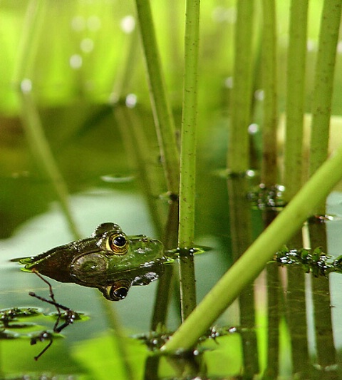 Froggie