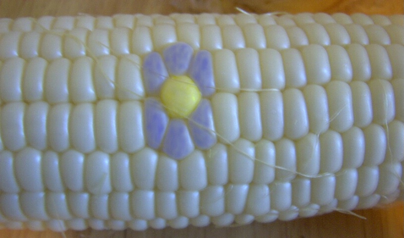 cornflower