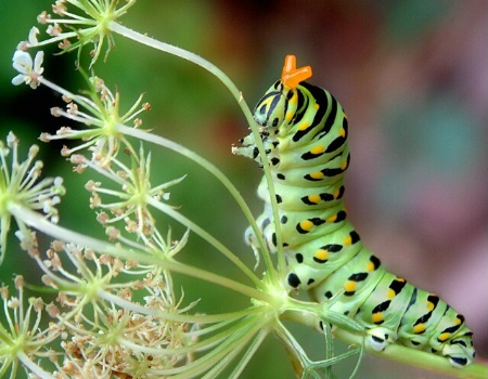 Caterpillar Brunch