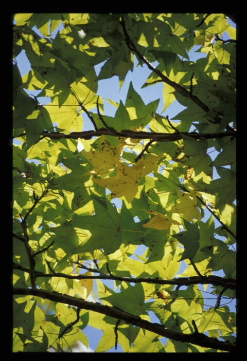 Leaves & Sky