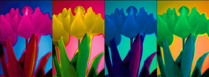 Psychedelic Tulips