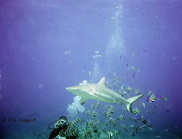 Shark in Fiji