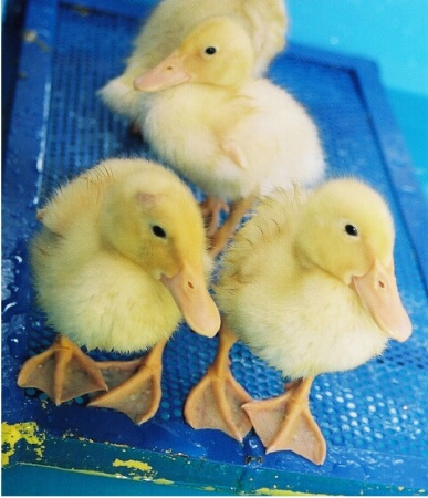 Little Ducks