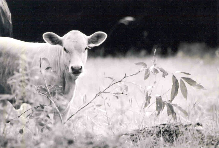 Calf