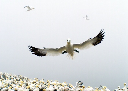 Gannet (s)