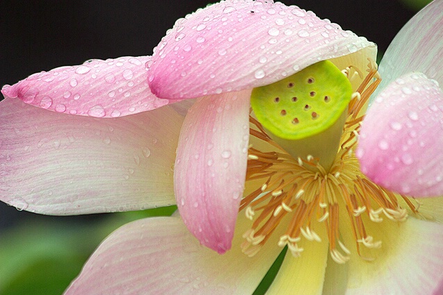 Lotus Blossom - ID: 167074 © Sharon E. Lowe