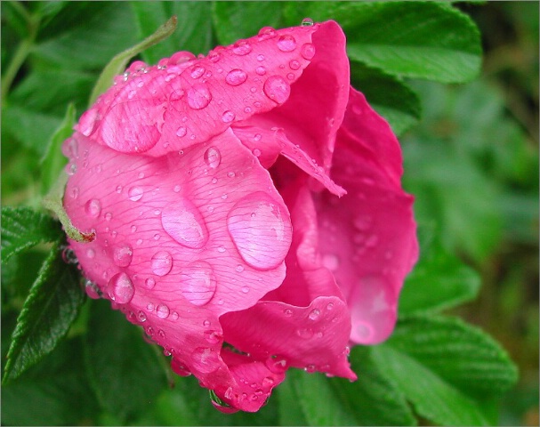 Rosa Rugosa in rain