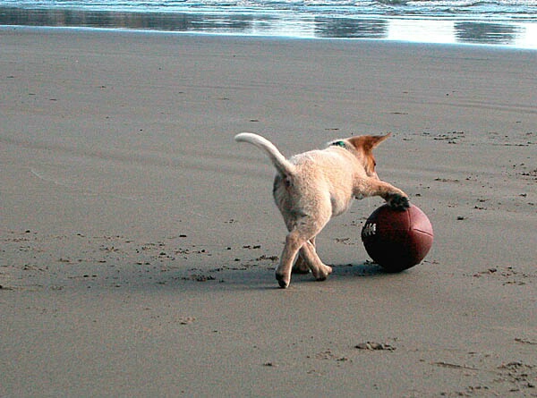 Puppy Football