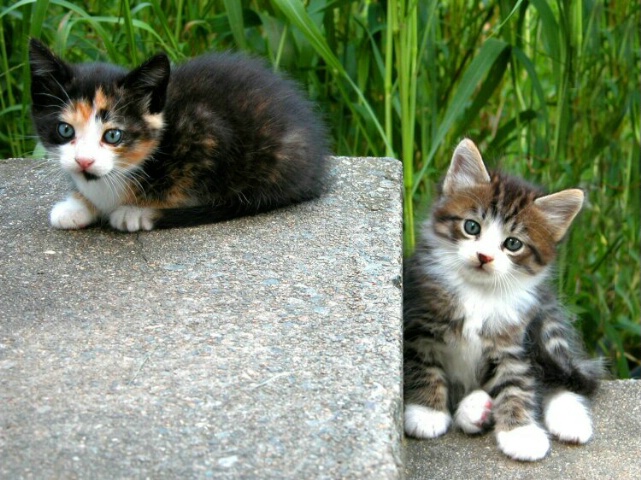 Kitten Two Step