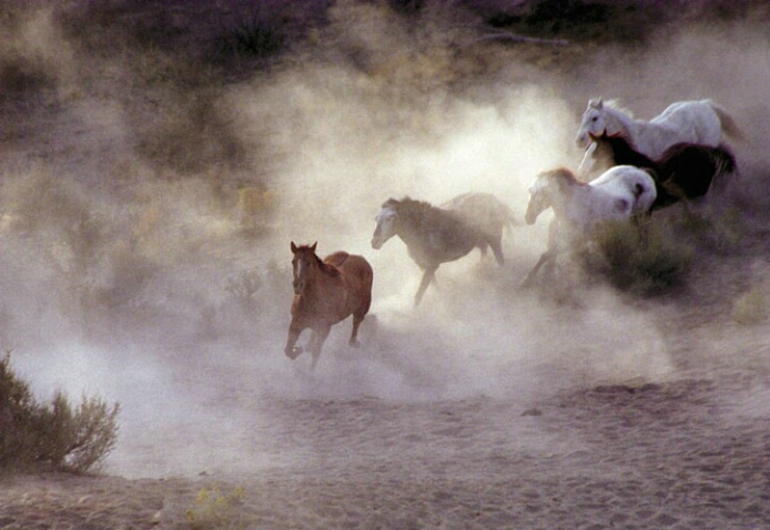 Stampede - ID: 168779 © Ferne B. Saltzman