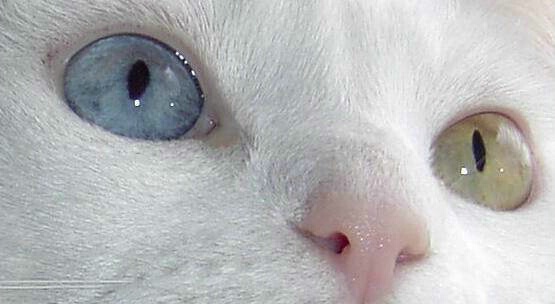 Cat's eyes