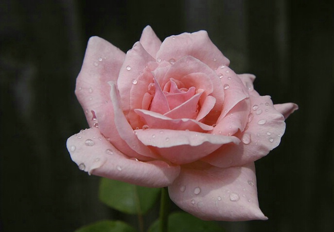 Rose Perfect