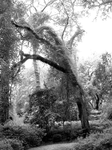 Trees of ST Simon GA