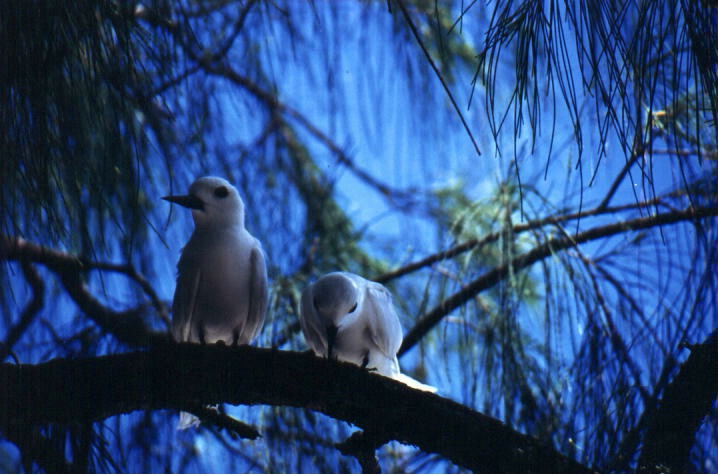 Birds of Heaven