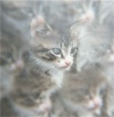 Kitten Dreams