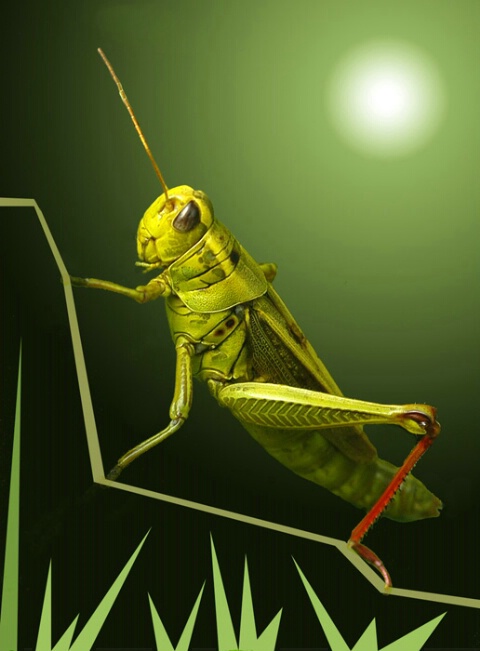 Adobe Grasshopper
