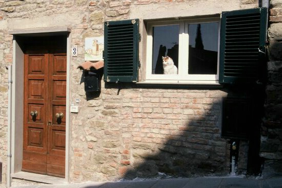 A cat in the Window 