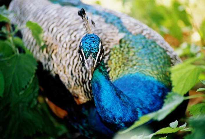 peacock
