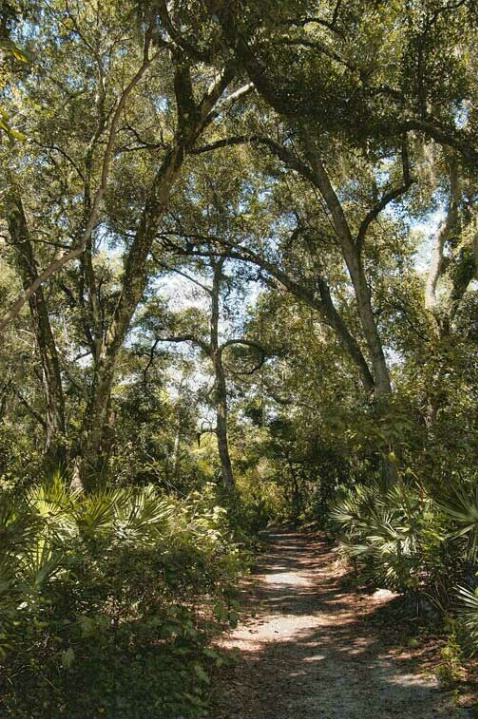 Forest Path