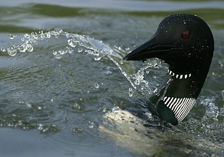 Splish-Splash Loon