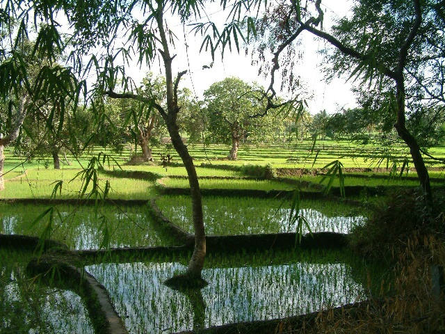 Green Paddy Field