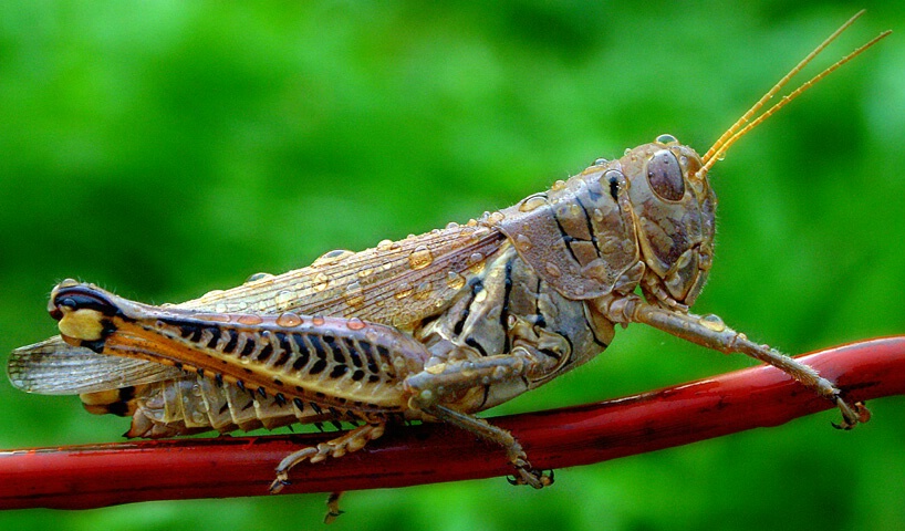 Wet Grasshopper