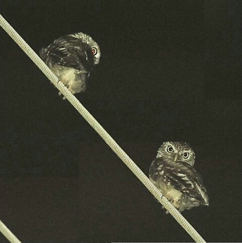 Two little owls ...