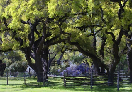 Live Oaks and Wisteria