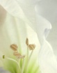 Soft Edges