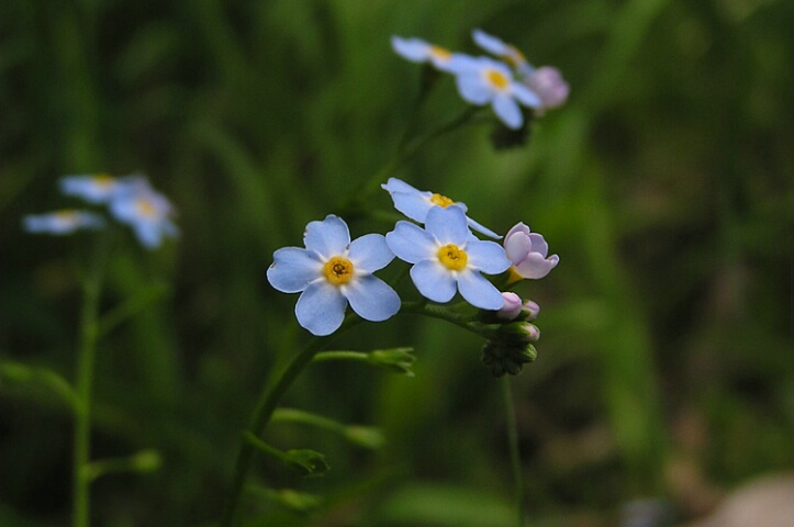 More blue wildflowers