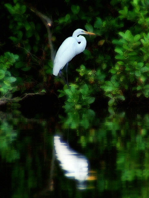 Egret at Lakeside