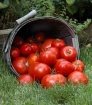 Tomato Overflow