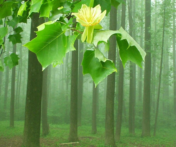 Flower and Mist