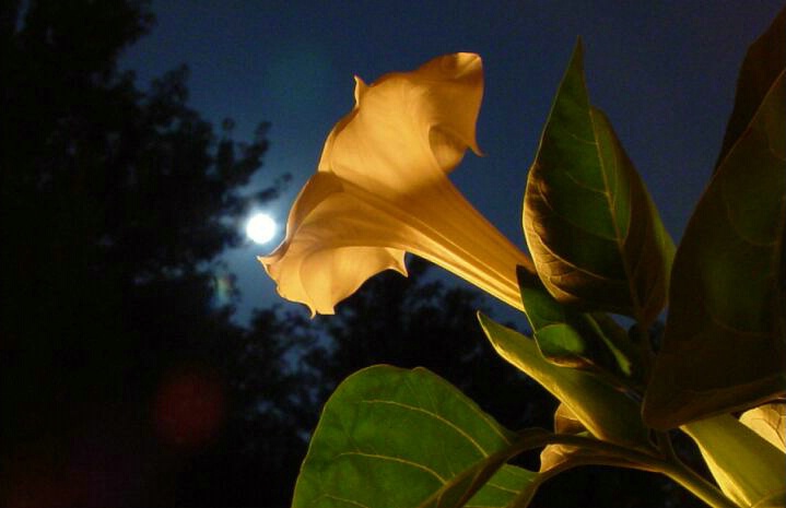 Midnight Moon Flower