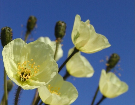 Arctic Flowers