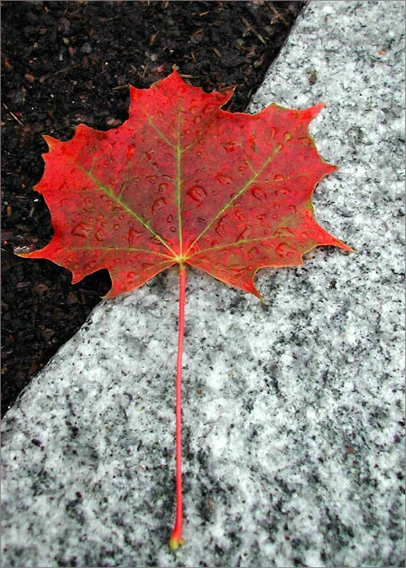 Maple Leaf II