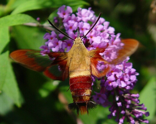 See Through Wings