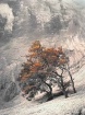 Tree under the Ck...