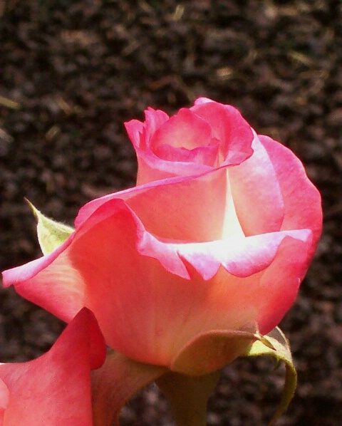 Rose Bud Pink