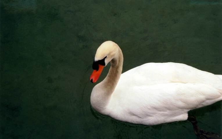 Swan of Simplicity