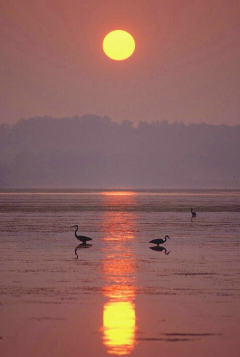 2 Herons at sunrise
