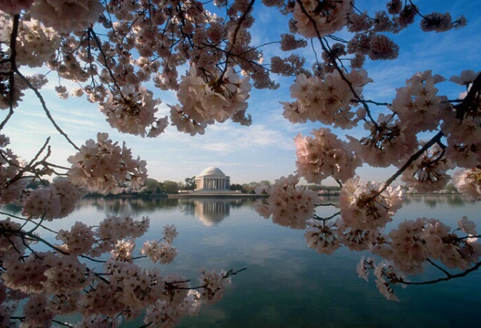 Jefferson Memorial & Cherry Blossoms 4