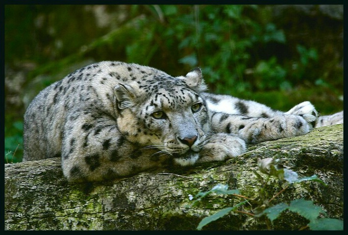 Snow Leopard.