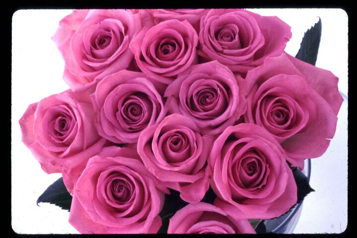 more pink roses