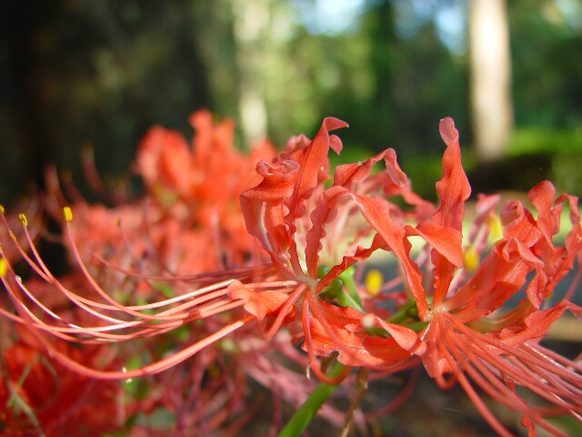 Spider Lillies