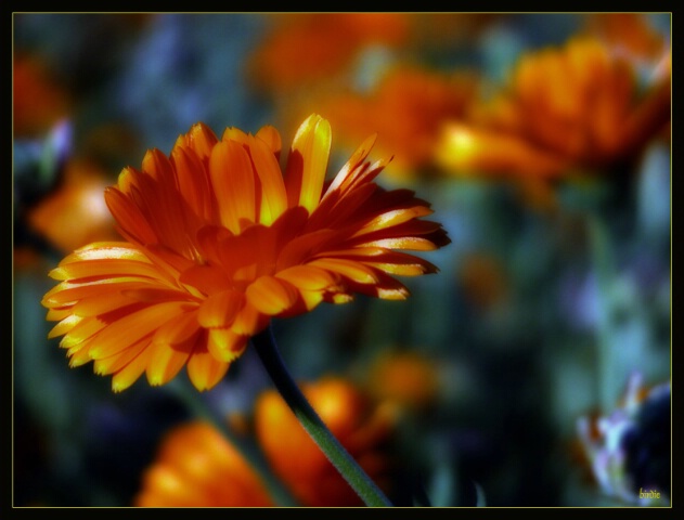 Calendula softness