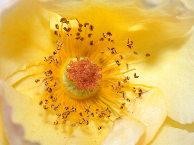 Wild Yellow Rose - ID: 186247 © DEBORAH thompson
