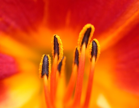 Day Lily