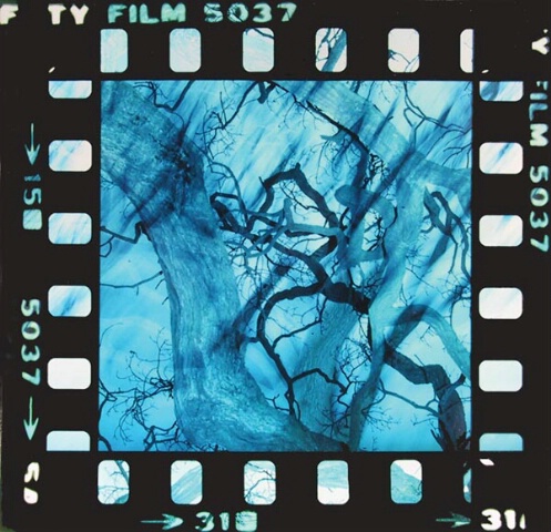 Blue Tree with Frame